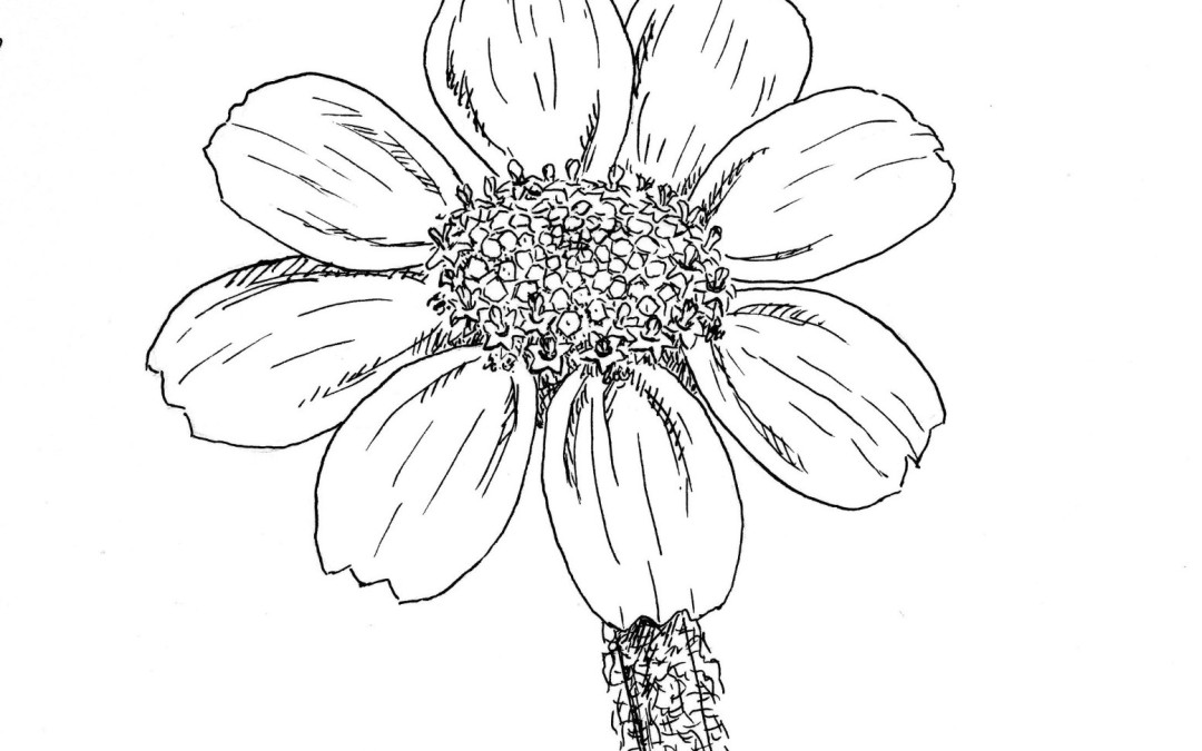 Monolopia lanceolata
