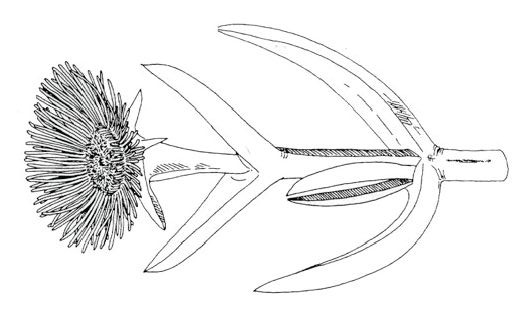 Carpobrotus chilensis and C. edulis