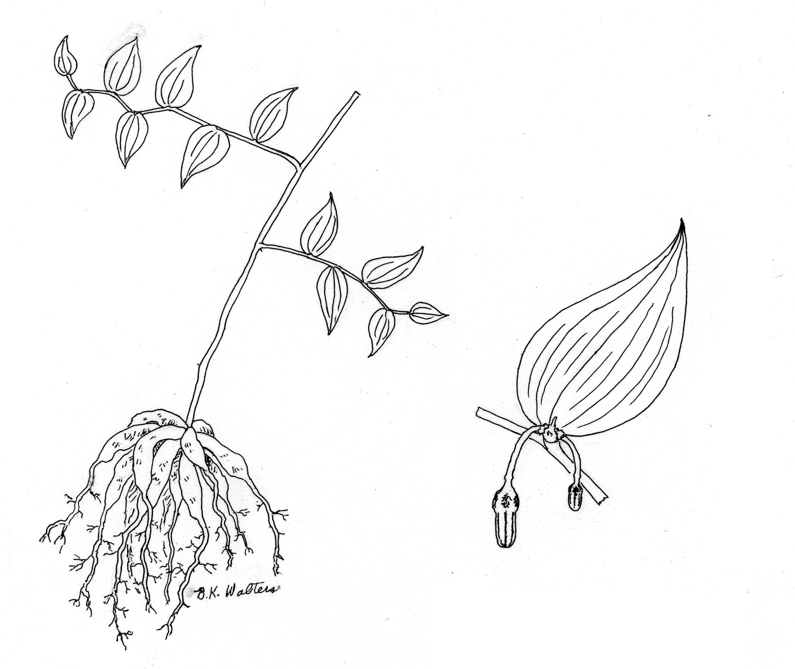 Asparagus asparagoides illustration by Bonnie Walters