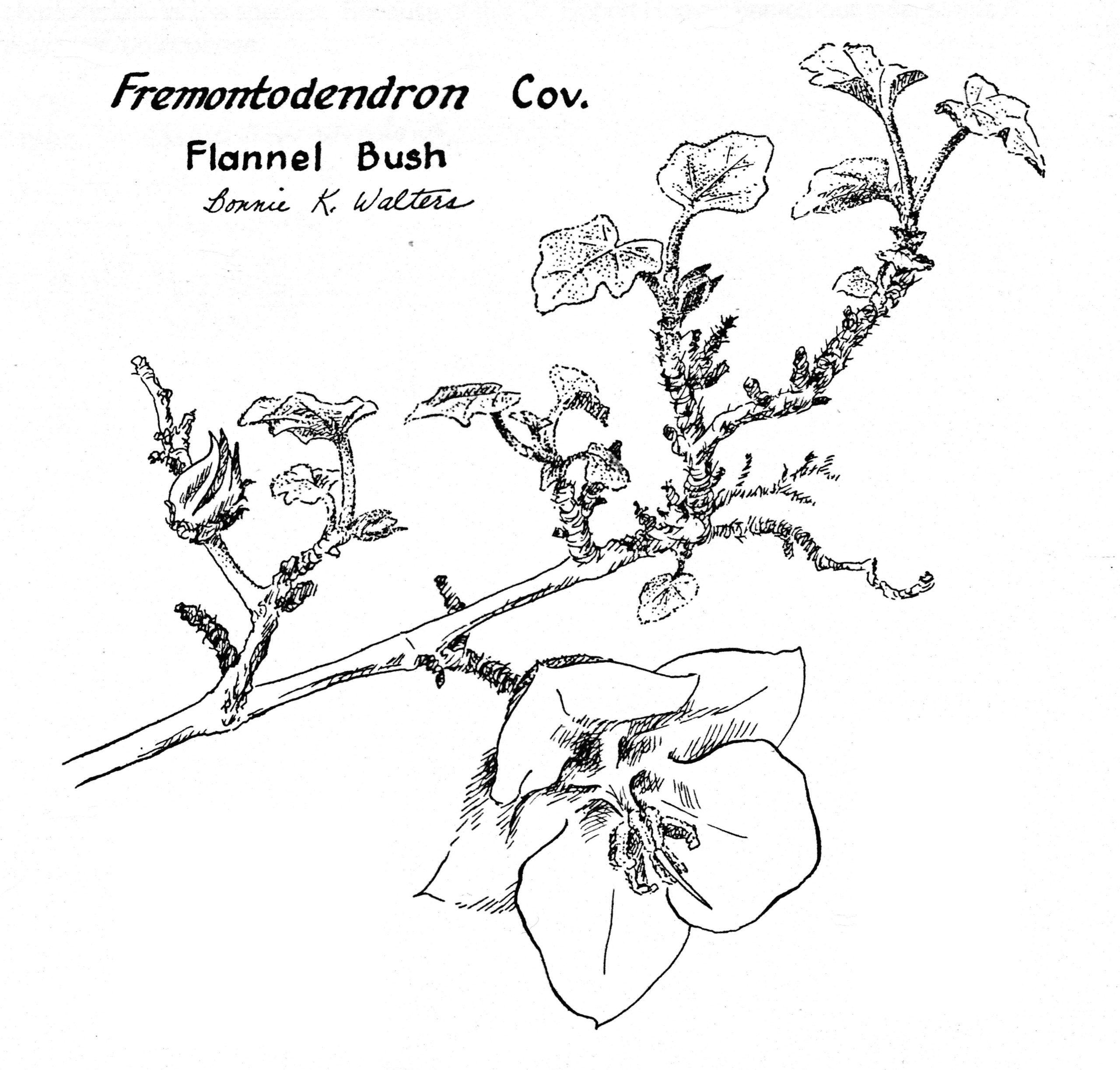 Flannel Bush (Fremontodendron californicum)