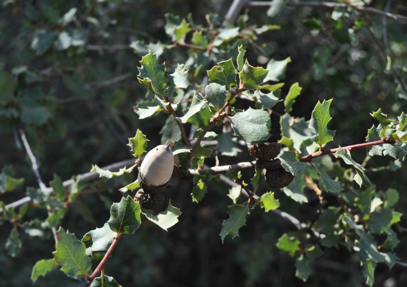 The Juniper-Oak Plant Association of Caliente Mountain