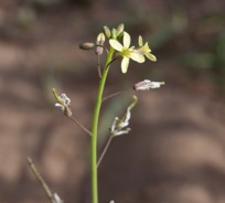 Invasive Species of the Month – Brassica tournefortii
