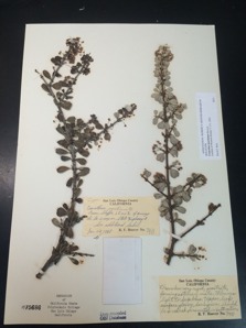 herbarium plant sheet