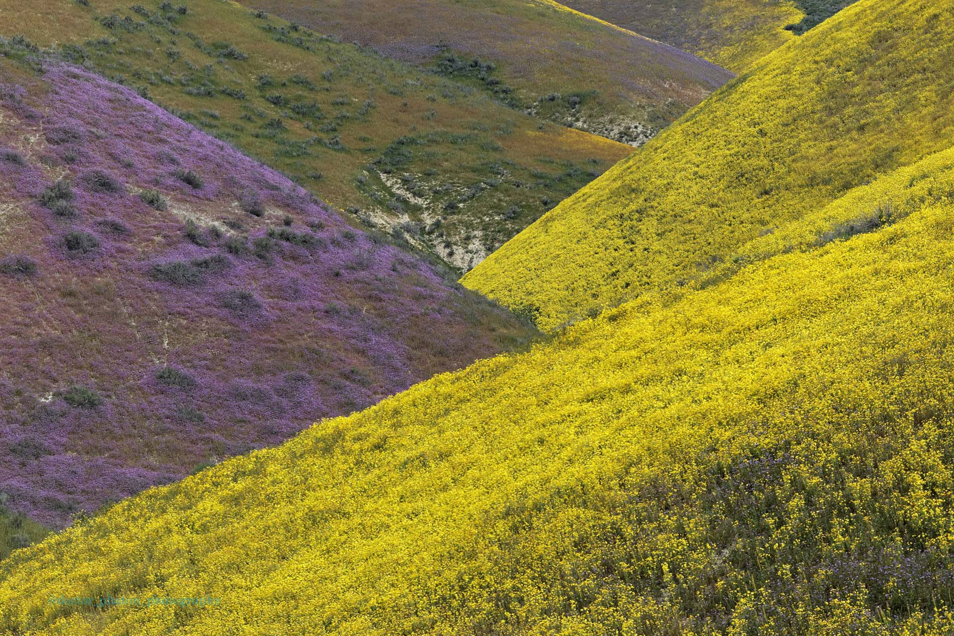 Carrizo Plain Purple and Yellow Hills