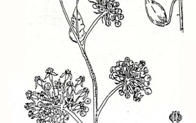 Common Milkweed (kotolo) Asclepias eriocarpus