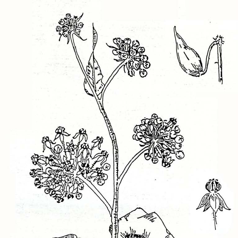 Common Milkweed (kotolo) Asclepias eriocarpus