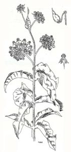 common milkweed-image