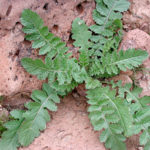 Brassica tournefortii leaves image
