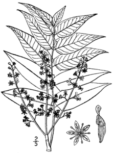 Invasive Species Ailanthus altissima - CNPS-SLO