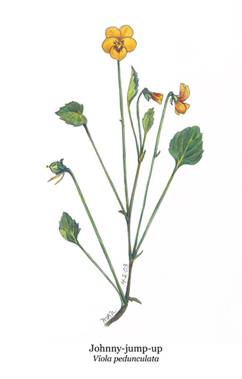 Viola pedunculata drawing