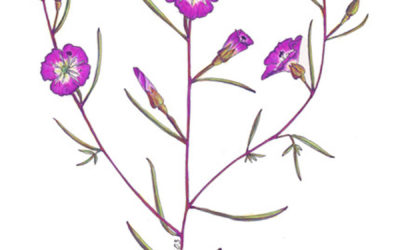 Clarkia speciosa subsp. immaculata (Pismo Clarkia)