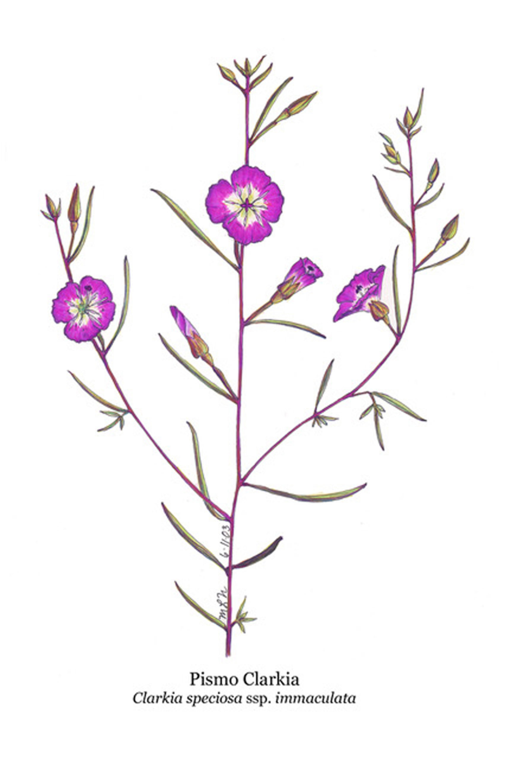 Clarkia speciosa subsp. immaculata (Pismo Clarkia)