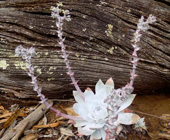 Succulent Smuggling Comes to the Central Coast