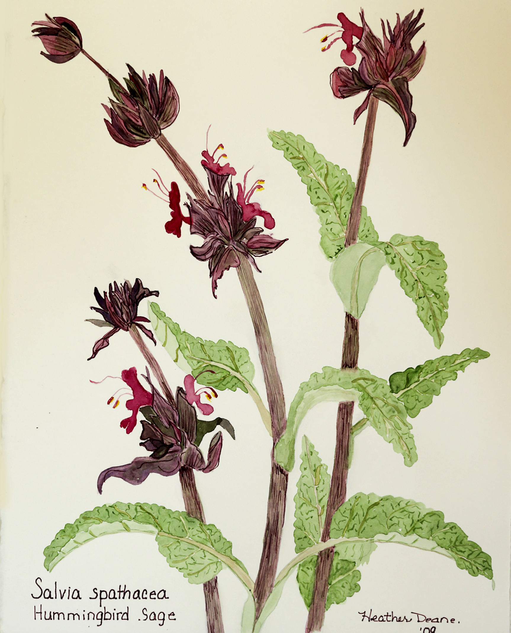 Salvia spathacea (Hummingbird Sage)