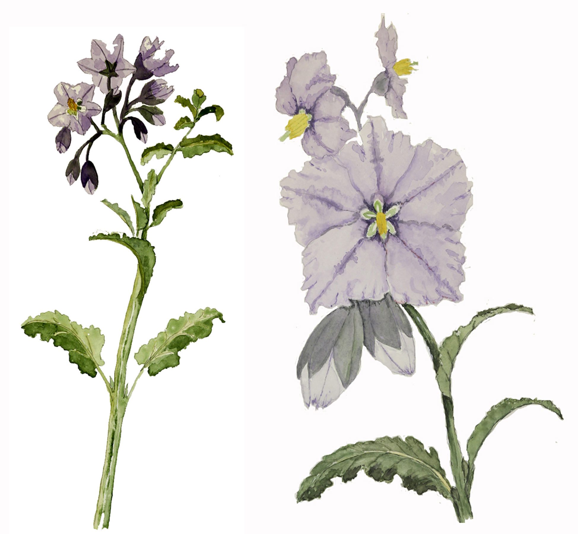 Solanum xanti watercolor