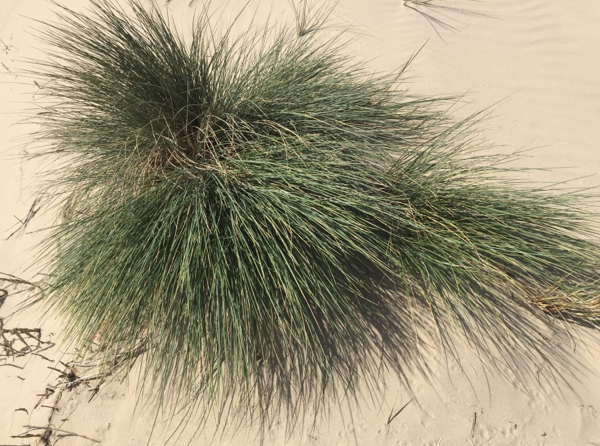 European Beachgrass (Ammophila arenaria)
