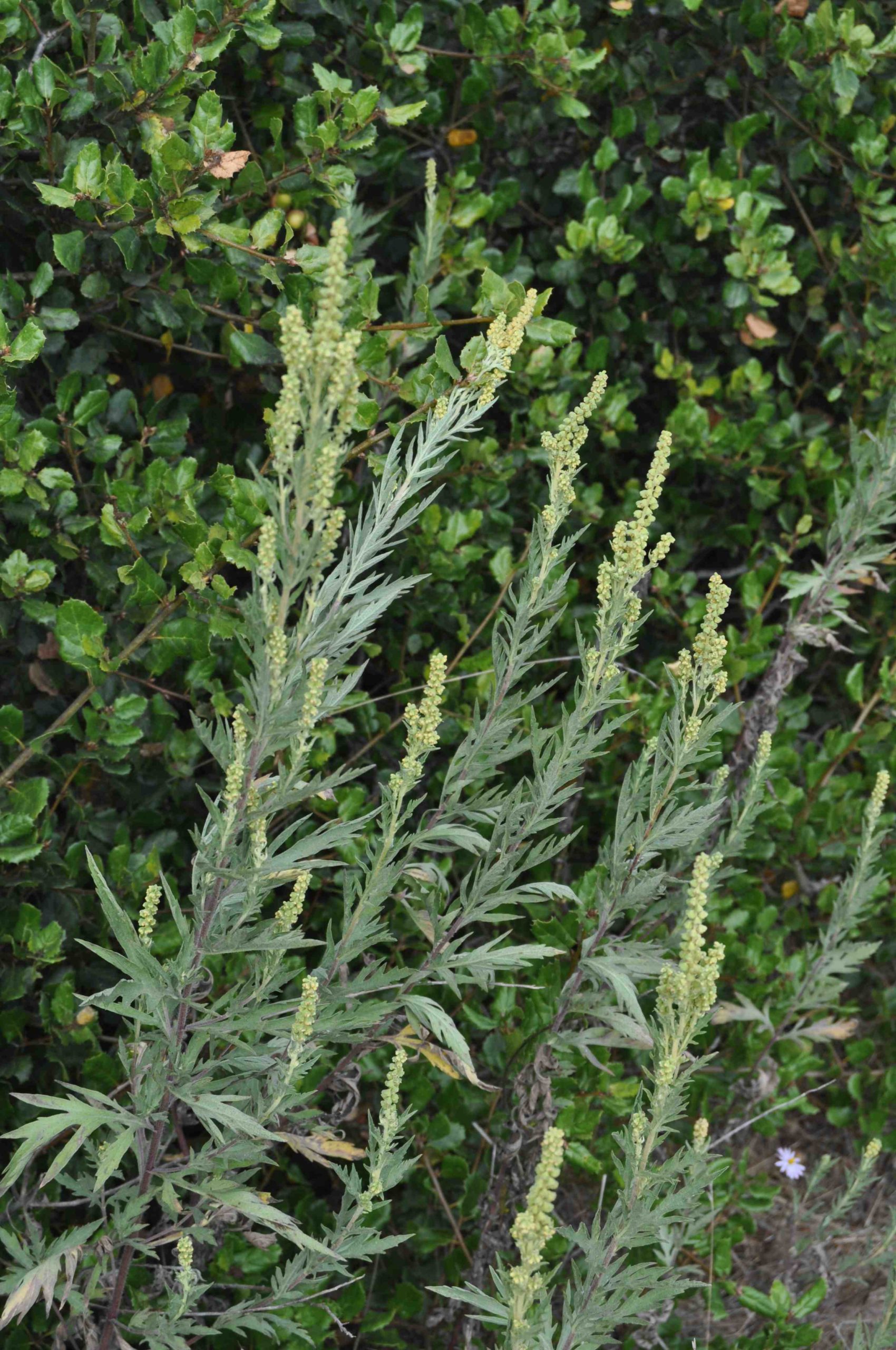 Mugwort (Artemisia douglasiana)