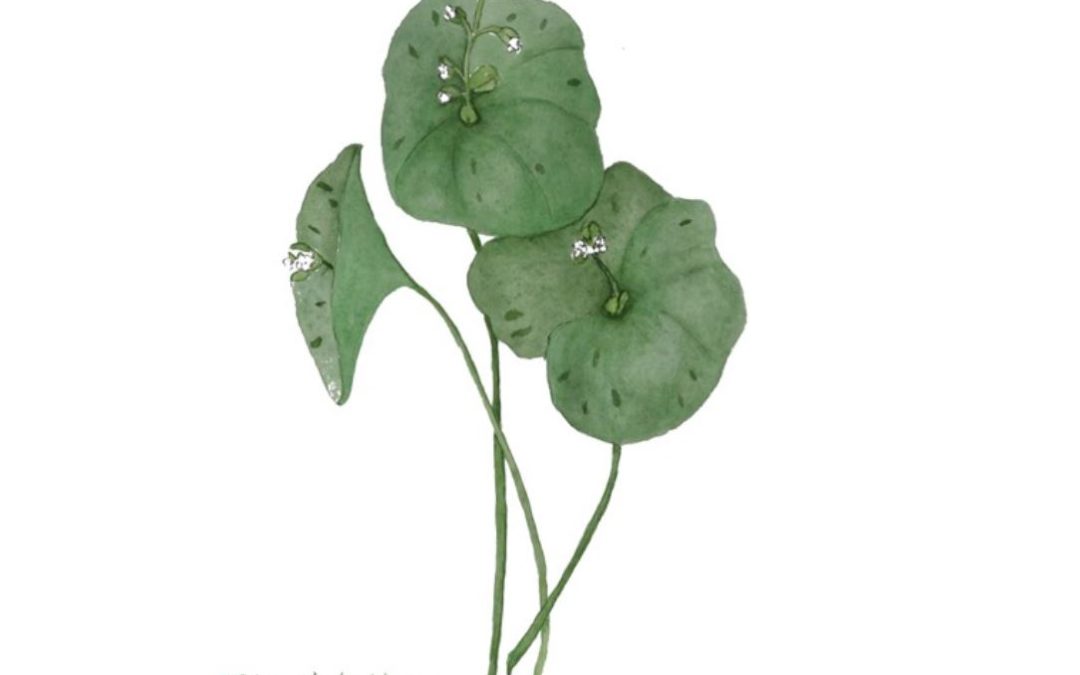 Claytonia perfoliata (Miner’s Lettuce)
