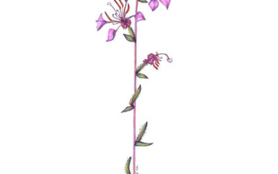 Clarkia unguiculata (Elegant Clarkia)