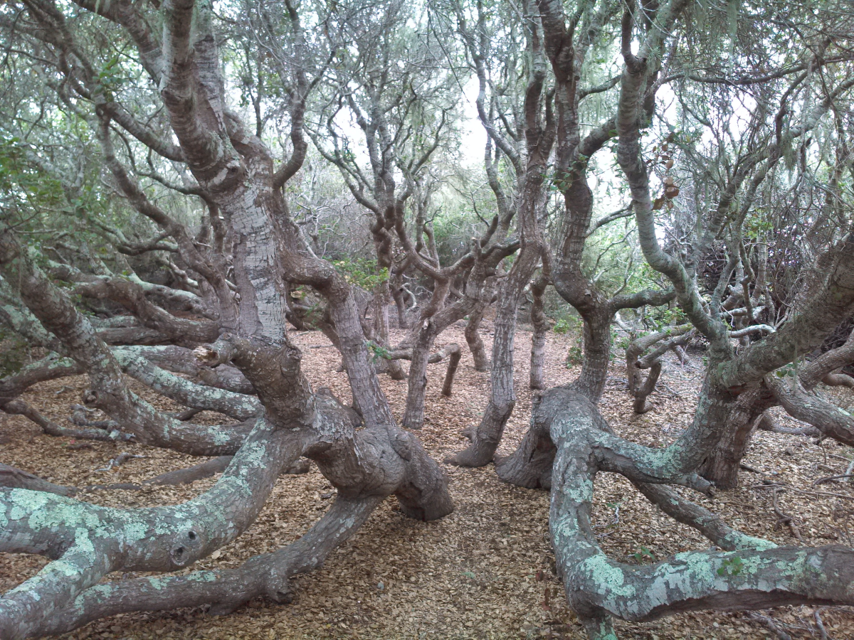 pygmy oak grove image