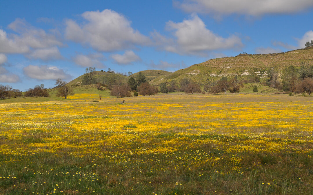 Shell Creek and Highway 58 Wildflower Tour