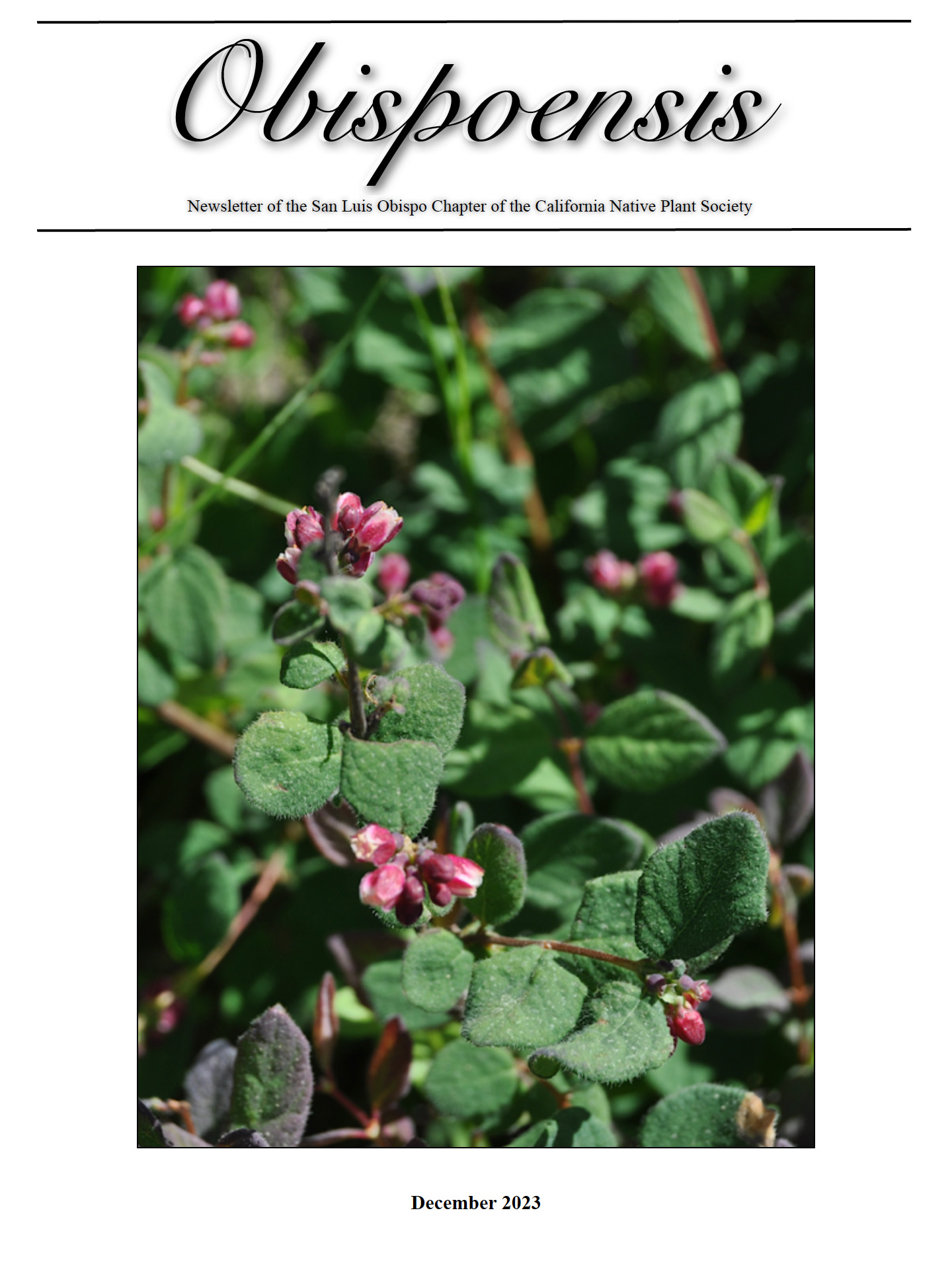 November 2023 Obispoensis Newsletter California Native Plant Society SLO