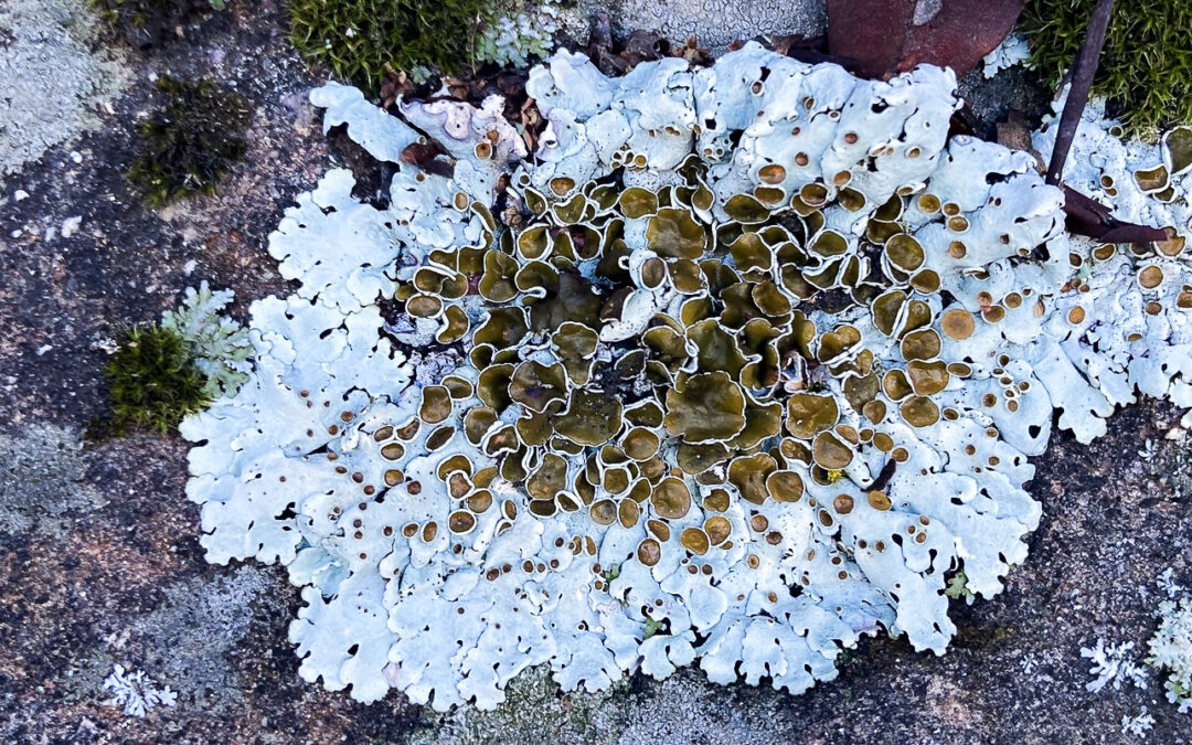 The Diverse and Underexplored Lichens of the California Central Coast