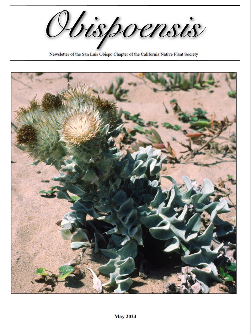 May 2024 Obispoensis Newsletter California Native Plant Society